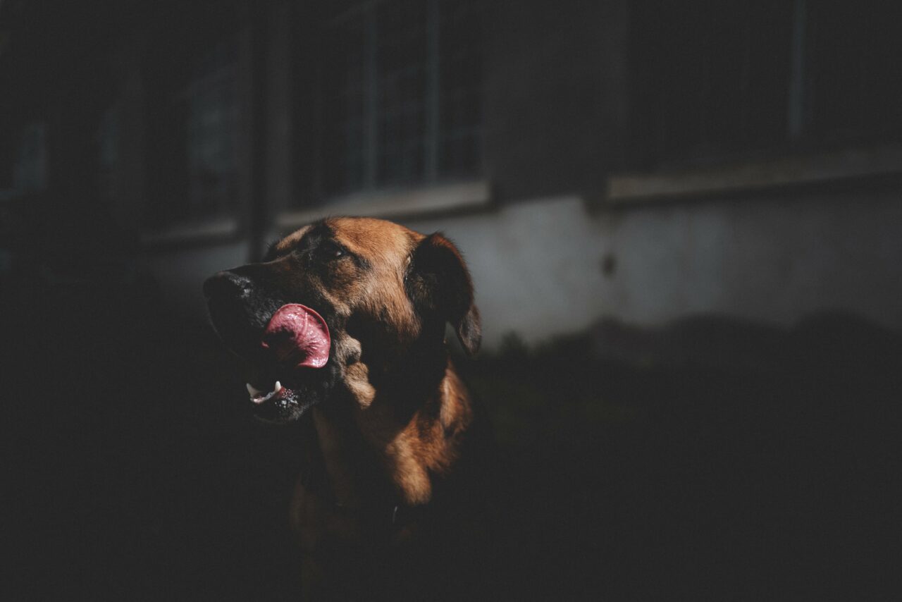 L1000155-Copie 3- ld