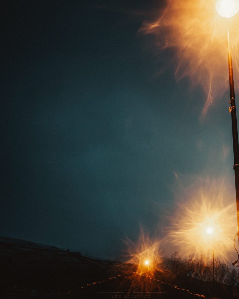 cosmos_incoporating_IMG_9315